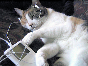 cat with iPod cat with iPod